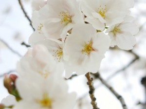 桜